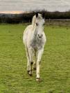 Gelding French Saddle Pony For sale 2022 Appaloosa