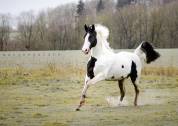 Gelding French Saddle Pony For sale 2022 Appaloosa
