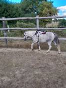poney type welsh a 
