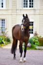 Castrone KWPN Cavallo da Sport Neerlandese In vendita 2020 Baio