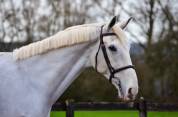 Gelding AES Anglo European Studbook For sale 2014 White