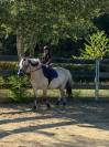 Gelding Other Horse Breed For sale 2017 Other color