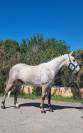 Gelding Other Horse Breed For sale 2017 Other color