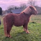 Stallion Shetland Pony For sale 2020 Chesnut