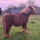 Stallion Shetland Pony For sale 2020 Chesnut