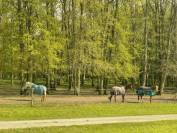 Equestrian property  Yvelines
