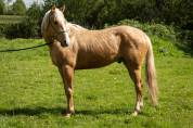 Gelding Other Horse Breed For sale 2021 Palomino