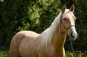 Ruin Andere paarden rassen Te koop 2021 Palomino