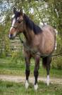 Castrone Paint Horse In vendita 2023 Dun