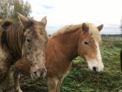 Proprietà equestre In vendita Brabant-Wallon