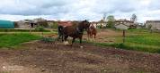 Merrie Breton Trekpaard Te koop 2015 Donker bruin / bai