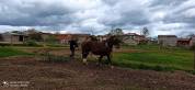 Merrie Breton Trekpaard Te koop 2015 Donker bruin / bai
