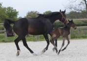Exceptionnel Foal SF 