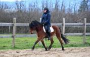 Gelding Belgian Riding Pony For sale 2019 Bay