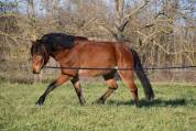 Gelding Belgian Riding Pony For sale 2019 Bay
