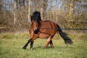 Ruin Belgische pony Te koop 2019 Donker bruin / bai
