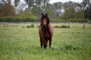 Ruin Belgische pony Te koop 2019 Donker bruin / bai