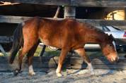 Broodmare French Saddle Pony For sale 2020 Bay
