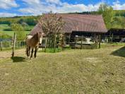 Azienda equestre In vendita Fribourg