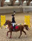 Hongre Dutch Riding Pony A vendre 2012 Alezan