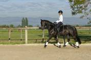 Magnifique cheval espagnol – 5 ans 