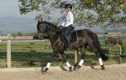 Magnifique cheval espagnol – 5 ans 