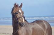 Entire French Saddle Pony For sale 2018 Liver chestnut