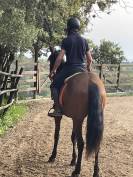 Filly PRE Pure Spanish Bred For sale 2020 Bay