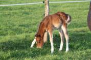 Veulen (ml) Welsh Pony (Section B) Te koop 2024 Bruin / Bai ,  GOLBURY DES BERTAINES