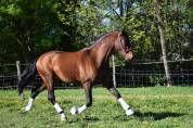 Alegria Relation de Complicité | Horse breeders > Breeders, Leisure horses
