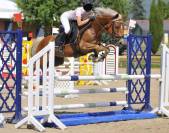 Poulain poney PP sport 