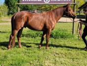 Intero Quarter Horse In vendita 2021 Sauro brulé