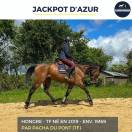 Gelding French Trotter For sale 2019 Bay