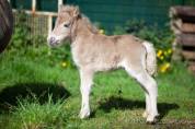 Filly Shetland Pony For sale 2024 Chesnut