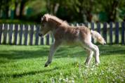 Filly Shetland Pony For sale 2024 Chesnut