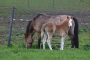 Veulen (vr) Welsh Pony (Section A) Te koop 2024 Palomino ,  Kastanjehof Chip
