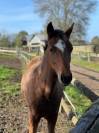 Filly New Forest For sale 2022 Bay