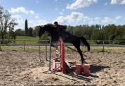 Castrone KWPN Cavallo da Sport Neerlandese In vendita 2018 Nero