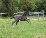 Cavalla KWPN Cavallo da Sport Neerlandese In vendita 2024 Nero ,  GEORGE CLOONEY