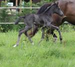 Merrie KWPN Nederlands sportpaard Te koop 2024 Zwart ,  GEORGE CLOONEY