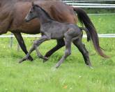 Merrie KWPN Nederlands sportpaard Te koop 2024 Zwart ,  GEORGE CLOONEY