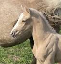 Foal SBS poney : connemara x new forest