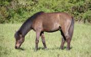 Jeune poney canaille, Caspien part bred