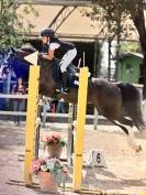 Jument Autre Race de Poney A vendre 2012 Bai brun