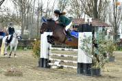 Hongre PFS Poney Français de Selle A vendre 2010 Bai