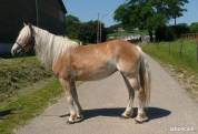 jolie jument haflinger