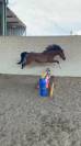 Jument Welsh Poney (Section B) A vendre 2008 Autre couleur