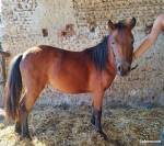  Ponette Shetland X Arabe idéal sport loisir