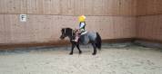 Poney Shetland - 6 ans 