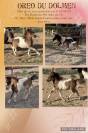 Cheval miniature poney miniature poulain oc